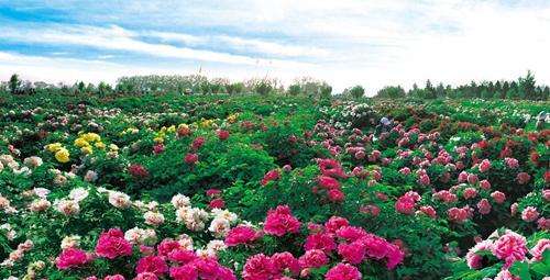 全国举办活动庆国庆,全国各地怎样庆祝国庆？