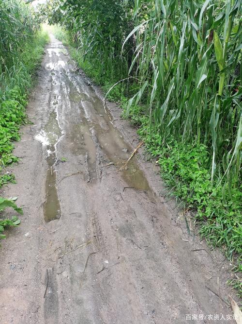 河南玉米收获季遇雨,玉米受粉期下雨怎么办?