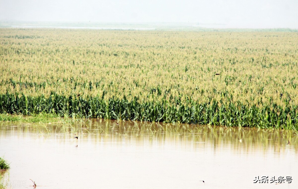 河南玉米收获季遇雨,玉米受粉期下雨怎么办? 河南玉米收获季遇雨,玉米受粉期下雨怎么办?