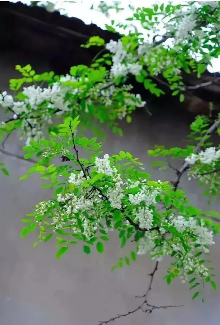 毛孩子成新流量密码,流量什么是初始密码？