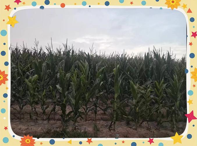 河南玉米收获季遇雨,2022河南下雨玉米旱情能解决吗?