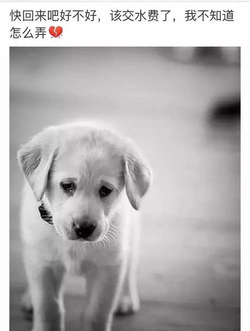 部分5A景区被抛弃,十堰8岁男孩四川景区失联第8天:家人无奈放弃集体搜救,写下一封信, 你怎么看?