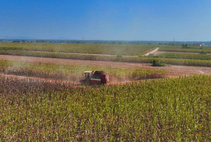 河南玉米收获季遇雨,玉米收获前十天下雨,玉米杆会烂根?