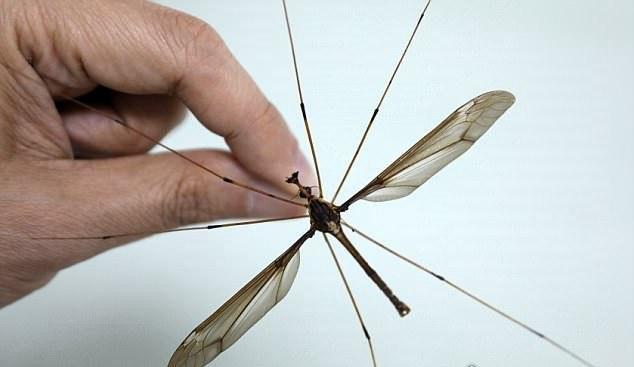 最大蚊子工厂将投产,世界上最大的蚊子是哪种蚊子?