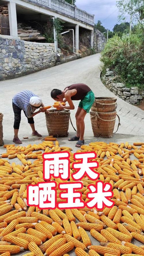 河南玉米收获季遇雨,玉米刚刚出穗下雨倒伏还能丰收吗?
