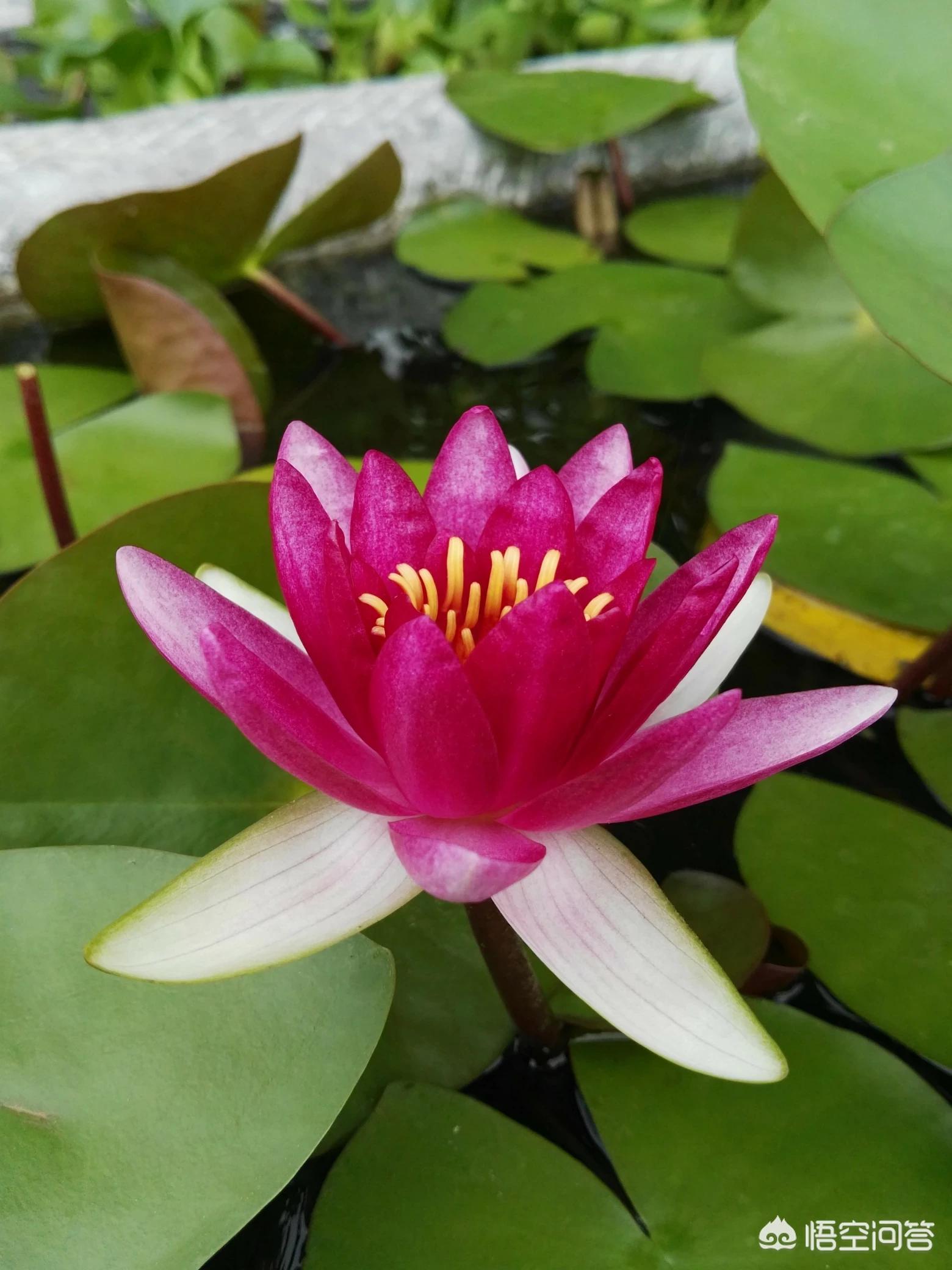 美政府停摆首日现状,美国政府关门,对大宗商品有何影响? 美政府停摆首日现状,美国政府关门,对大宗商品有何影响?