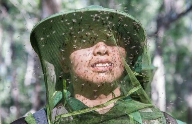 最大蚊子工厂将投产,世界四大蚊虫王国为啥不能消灭?