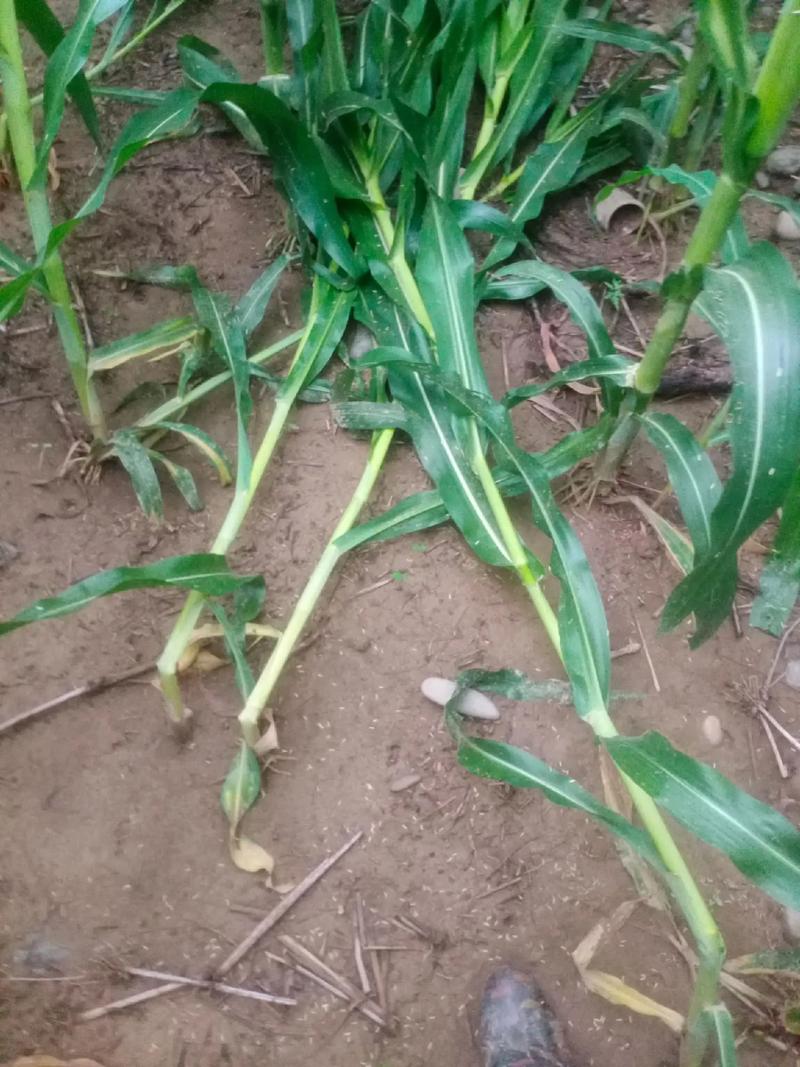 河南玉米收获季遇雨,玉米浇水后又下雨了怎么办?