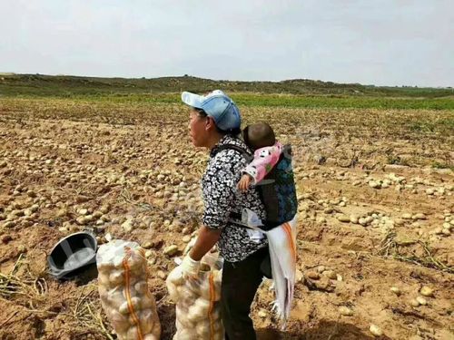 游客内蒙古捡土豆,游客内蒙古捡土豆视频