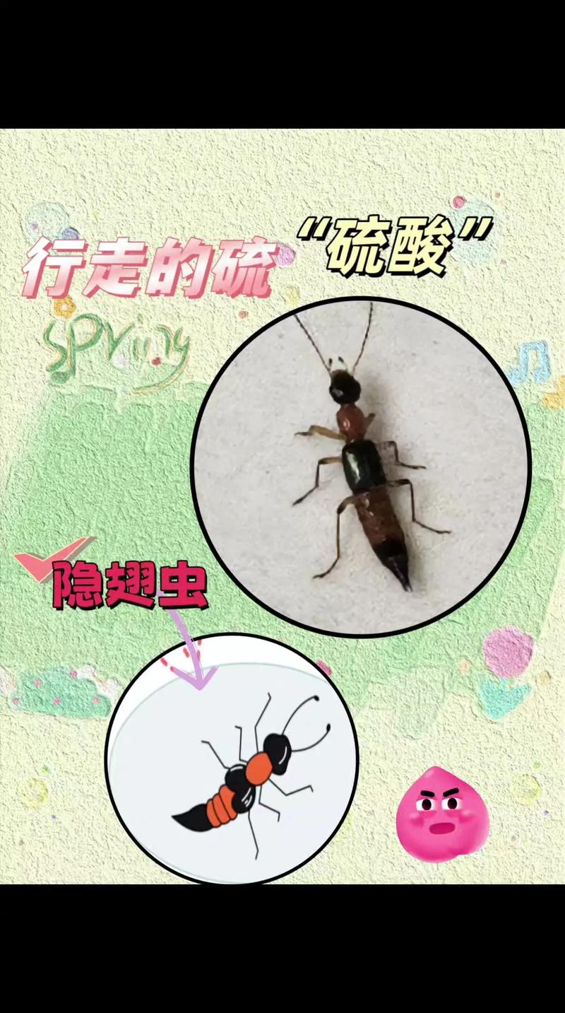 多地现行走的硫酸,什么虫子被称为行走的硫酸?