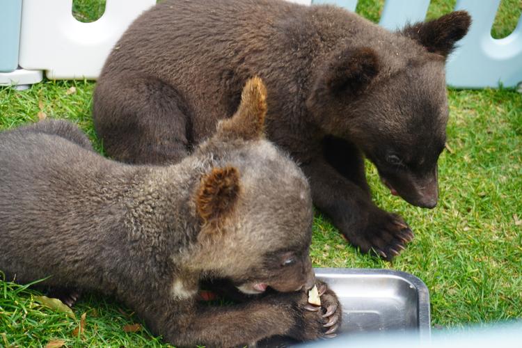 湖南常德现多只黑熊,湖南 黑熊