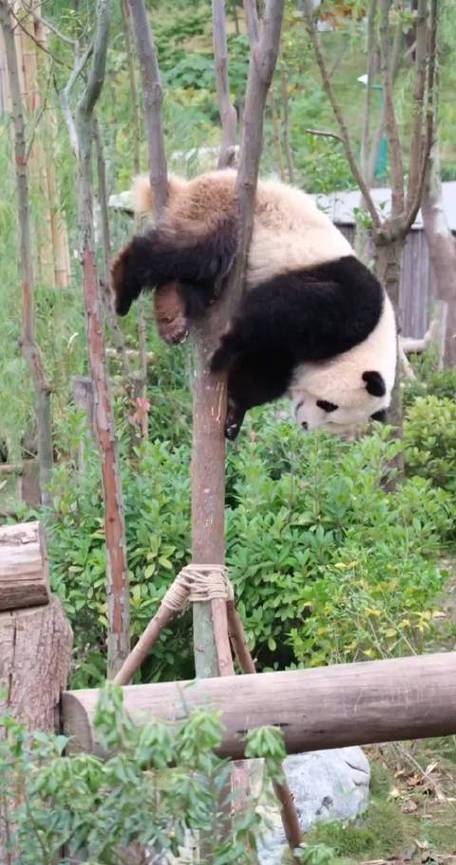 湖南常德现多只黑熊,常德11岁“熊孩子”编造被拐谎言,引发部分家长恐慌, 你怎么看?