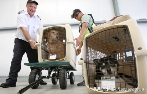 高铁宠物托运指南,高铁宠物托运指南原文