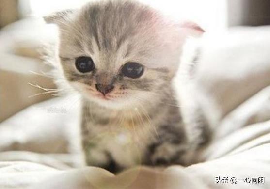 高铁宠物托运指南,高铁怎么带宠物托运？