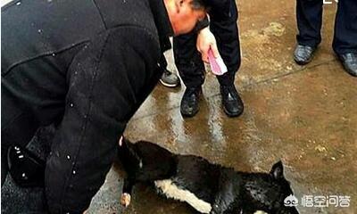 11名特种兵遭俄击毙,11名特种兵遭俄击毙视频