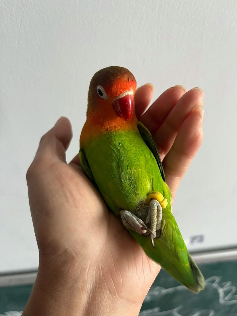 口袋养鹦鹉致高烧,养鹦鹉发烧