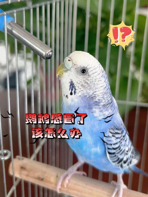 口袋养鹦鹉致高烧,鹦鹉小鸟好像发烧了,怎么办!急?