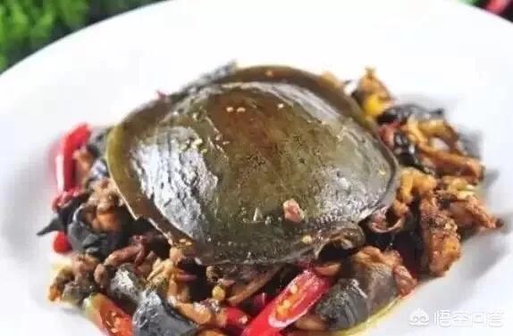 吃野生鳖或内脏损伤,甲鱼哪些内脏不能吃？