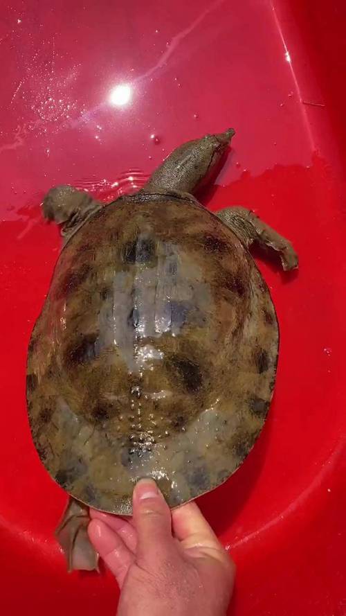 吃野生鳖或内脏损伤,甲鱼的哪些内脏需要清除?