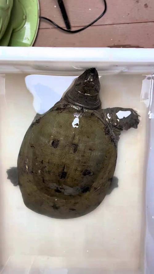 吃野生鳖或内脏损伤,