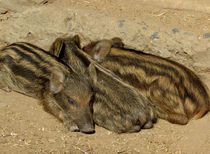 曝太原野猪成群出没,吕粮山猪为什么在太原那么火?