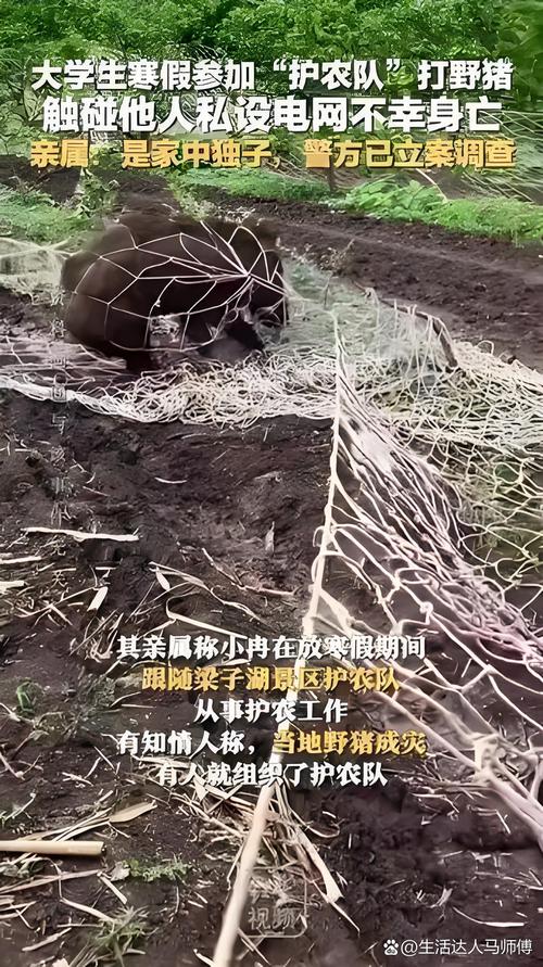 撞死闯国道野猪全责,红山动物园野猪司机为什么全责?