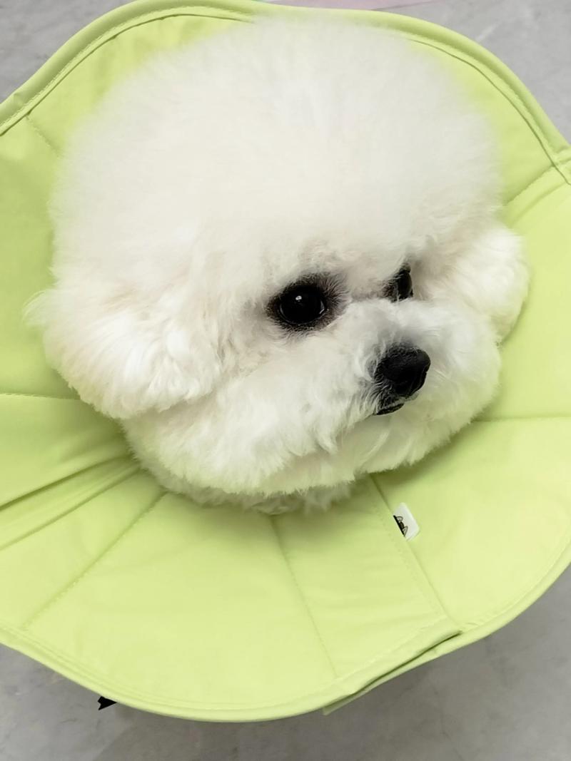 去前女友家撒尿获刑,“父亲坚持养狗,矛盾不断!因狗在床上撒尿致起冲突,儿子捅死父亲终获刑”,你怎么看?