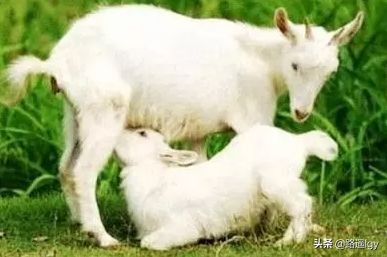 银行存款10万送1只羊,为什么订婚要送一只羊? 银行存款10万送1只羊,为什么订婚要送一只羊?