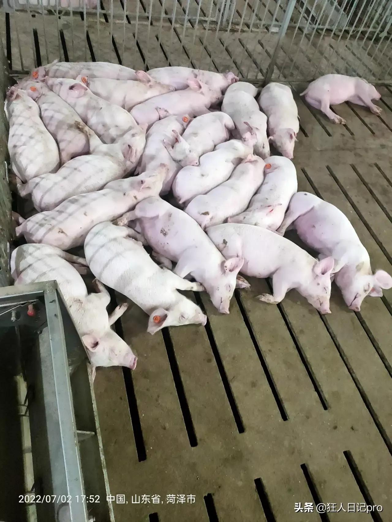 印度生育率下降,印度生育率下降了吗 印度生育率下降,印度生育率下降了吗