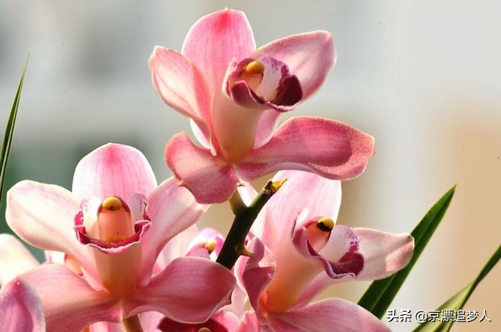 拒为夫捐肝被诉离婚,丈夫捐肝救妻 拒为夫捐肝被诉离婚,丈夫捐肝救妻