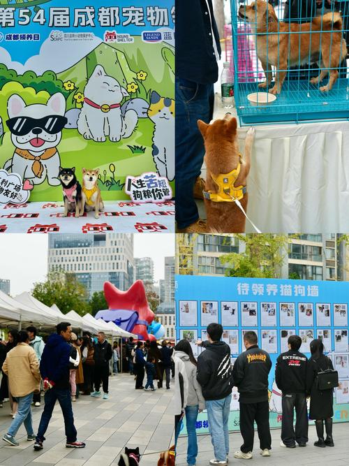 AI养宠收割年轻人,爱宠物领养