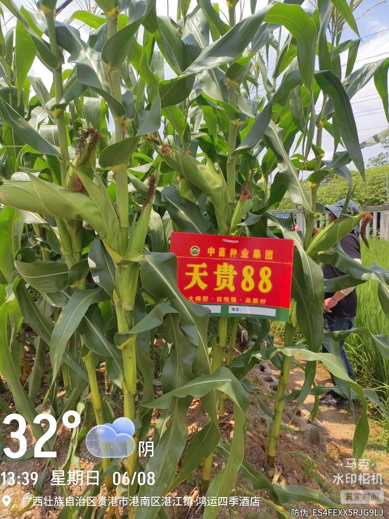 育补发放超2400万人,玉米品种哪个好?