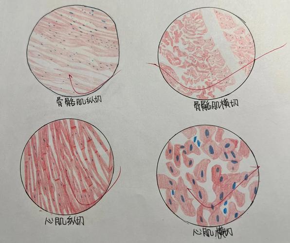 医学生手绘X光片,医学生手绘x光片图