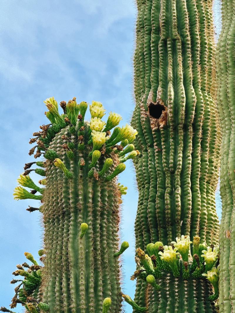 在沙漠带数万人看星,请问仙湖植物园有什么好玩的?