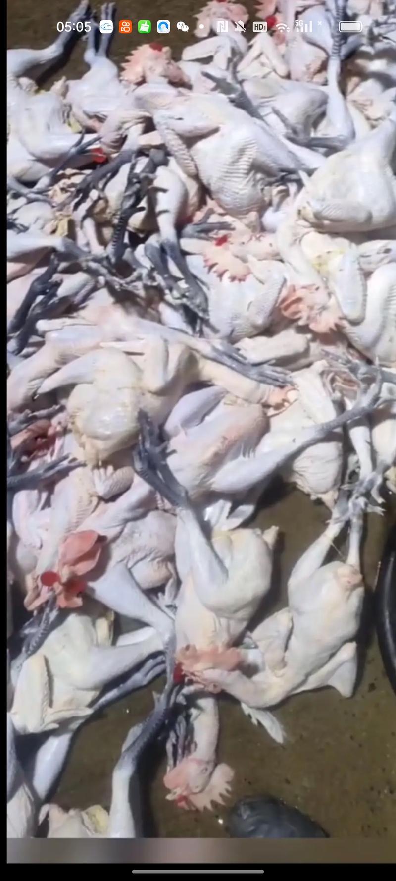 日本扑杀6000只鸡,日本捕杀鸡