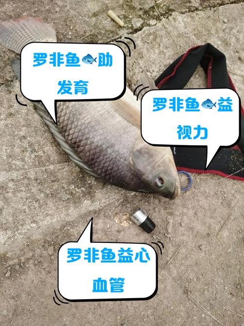 温州河面全是罗非鱼,罗非鱼为什么温州人不吃?