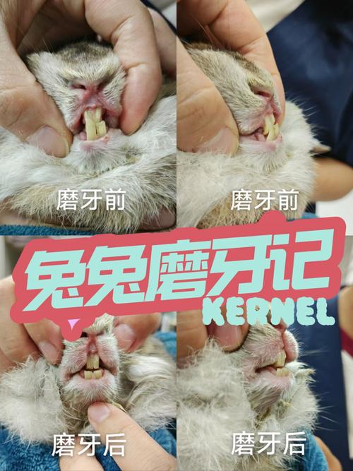 娃喂兔子被咬断手指,为什么小兔子会咬掉大兔子的胡须?